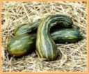 Mallorca F1 Moschata Pompoen 250 zaden