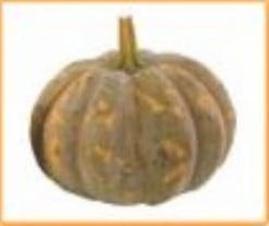 Crowning F1 Moschata pompoen 250 zaden