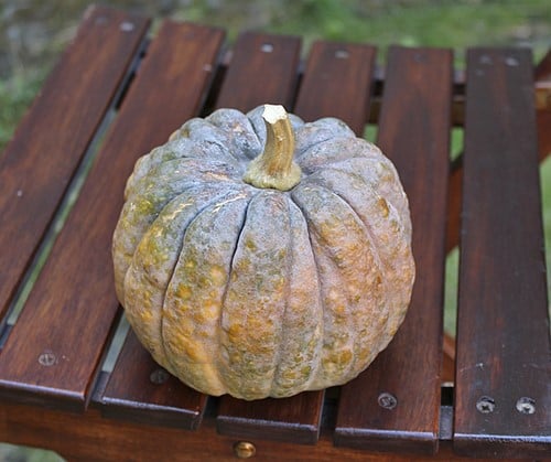 Kogigu Kleine Muskaatpompoen 50 zaden