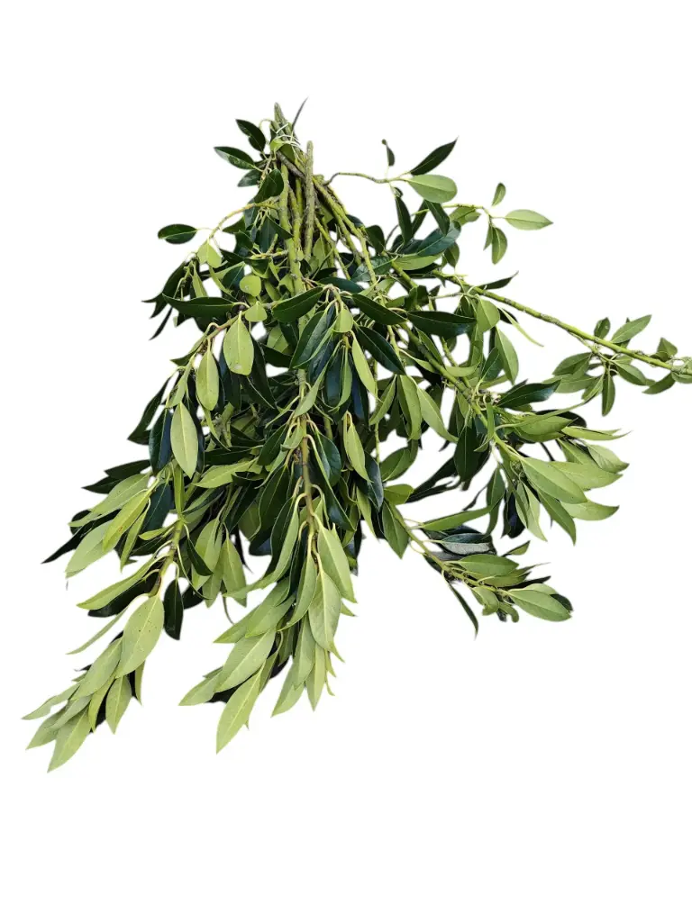 Ilex blad groen zonder bes Bundel