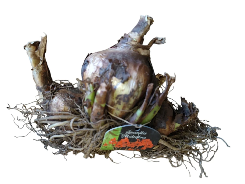 Bloembol Amaryllis Multiflora Tuintje Rood