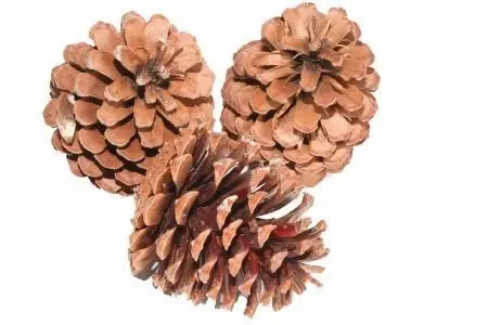 Dennenappels Reuze Maritima Naturel 10 cm BULK zak100 stuks 