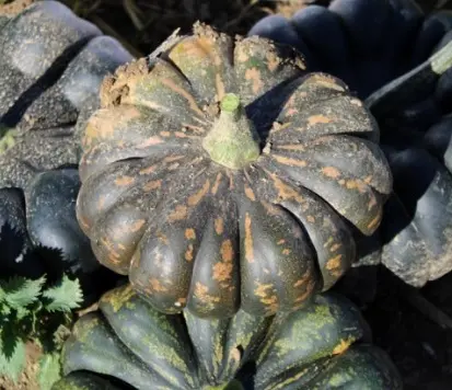 De Mexico muskaatpompoen zaden