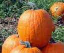 Jason F1 Halloween pompoen 50 zaden 