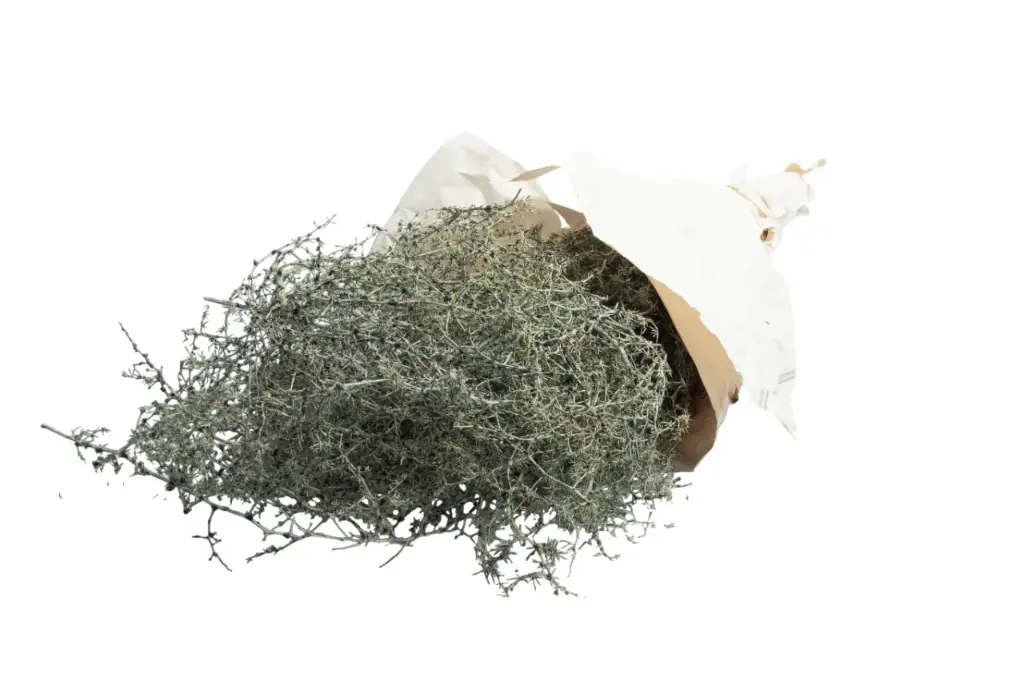 Wilde asparagus waxed green – decoratiegroen – ca. 700 gram