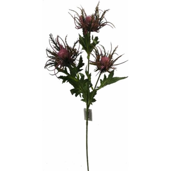 Eryngium Distel Lila Zijdenbloem 67 cm per stuk
