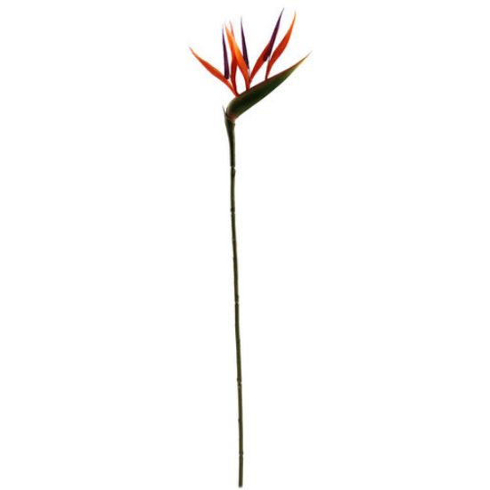 Strelitia Paradijsvogelbloem Oranje 66 cm per stuk