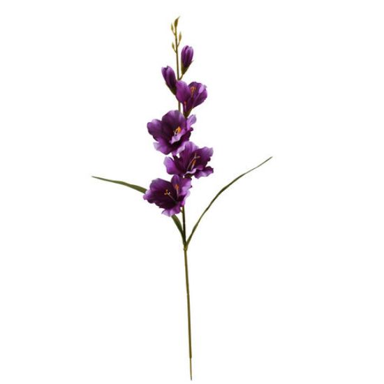 Gladiool Paars Zijdenbloem 60 cm per stuk