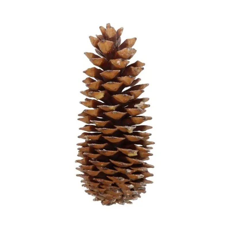 Reuze Dennenappel Sugar Pine Cone Scented Orange Cinnamon ca. 35 cm per stuk