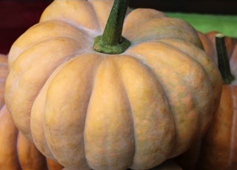 [A-023693-3] Hambra F1 moschata muskaatpompoen 50 zaden