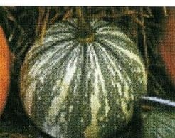 [A-000799] Pepita zilver Edge 50 zaden