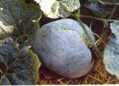 [A-001268] Wax Gourd Blue Hill F1 zaden