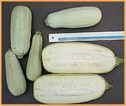 [A-002432] Picnic courgette 50 zaden