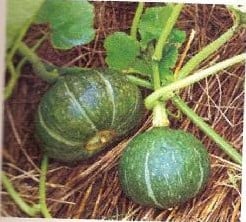 [A-001269] Baby Delica F1 kabocha pompoen zaden