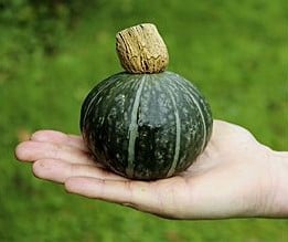 [A-010888] Shokichi Shiro Green F1 eetpompoen basiseenheid zaden