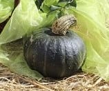 [A-011643] Kabocha BSPL01 F1 Groen Pompoen zaden