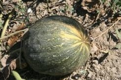 [A-018218] Triunfo F1 Pompoen basiseenheid zaden