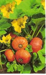 [A-001449] Amazonka buttercup Oranje pompoen 250 zaden