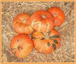 [A-001459] Sritong 028 F1 Kabocha Oranje pompoen 1000 zaden