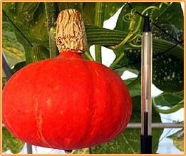 [A-010890] Shokichi Shiro Red F1 eetpompoen basiseenheid zaden