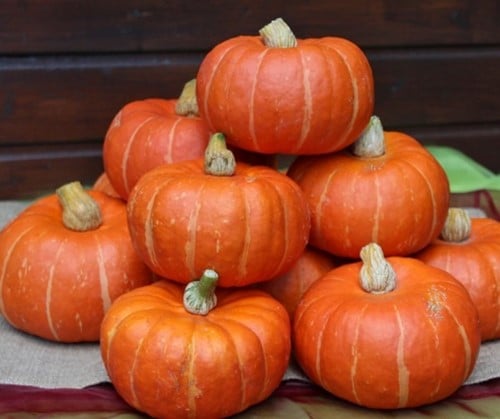 [A-023682-2] Marmito F1 Kabocha Buttercup kleinverpakking