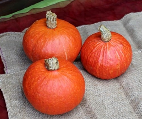 [A-023696-3] Madiba F1 Kabocha Buttercup Pompoen 50 zaden