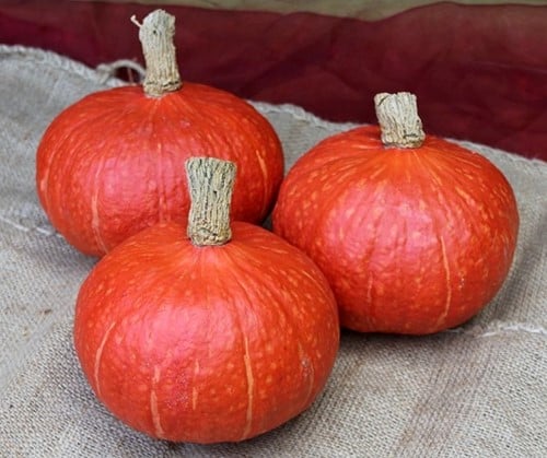 [A-023699-3] Rotorua F1 Hokkaido pompoen 50 zaden