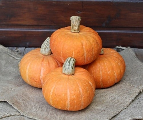 [A-025254-5] Marmelade F1 Kabocha Eetpompoen 1000 zaden