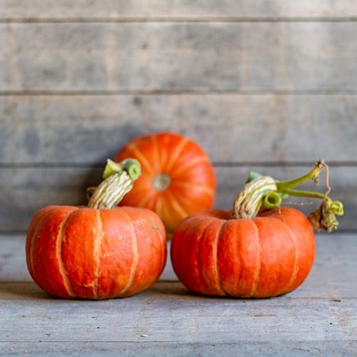 [A-025270-3] Madonna F1 Kabocha Eetpompoen 50 zaden