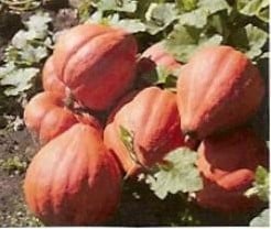 [A-001492] Nk580 F1 pompoen 1000 zaden