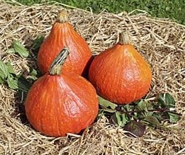 [A-013305] Potimarron pompoen basiseenheid zaden