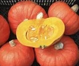 [A-013365] Tractor Hokkaido Bio Pompoen 50 zaden