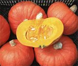 [A-013502] Tractor Hokkaido Bio Pompoen 1000 zaden