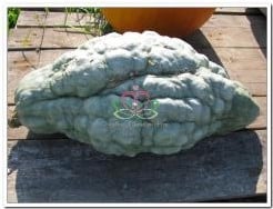 [A-018112] New England Blue Hubbard pompoen basiseenheid zaden