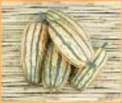 [A-001775] Honeyboat Delicata 50 zaden