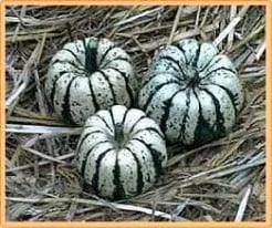 [A-017967] Sweet Dumpling Pompoen basiseenheid zaden