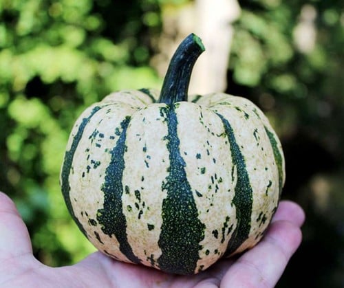 [A-027300-4] Honey Bun F1 Eetpompoen groen wit gestreept 250 zaden