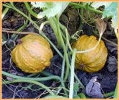 [A-002053] Ayotol pompoen 50 zaden