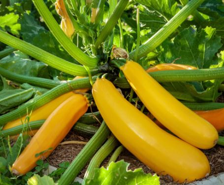 [A-004410] Courgette Golden Delight F1 / Baowy Song 100 zaden