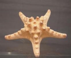 [A-001631] Zeester Philippine 10-15 cm 12 stuks