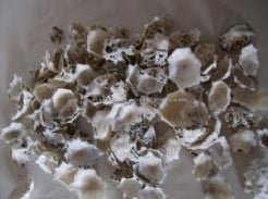 [A-002587] Patella Sacharina schelpen 1 kilo 