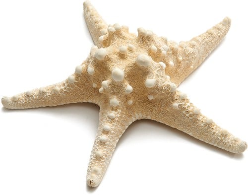 [A-003842] Zeester Philippine Gebleekt 8-10 inch Per stuk