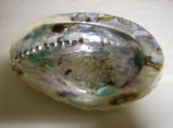 [A-006589] Abalone schelp groot formaat 11 cm per stuk