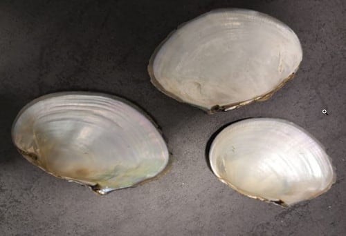 [A-006910] Mossel Zoetwater Oester om te beschilderen 1 kilo