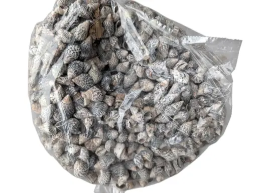 [A-006912] Nassa Pussata schelpen 1 kilo