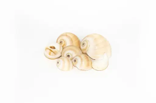 [A-008268] Mattugan Mattukan schelpen 1 kilo