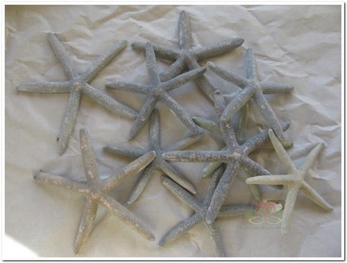 [A-008399] Zeester Starfish Grijsblauw 10-15 cm 10 stuks