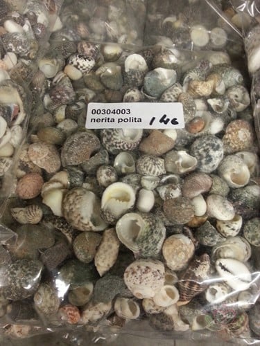 [A-009901] Nerita Polita schelpen Mix 1 kilo