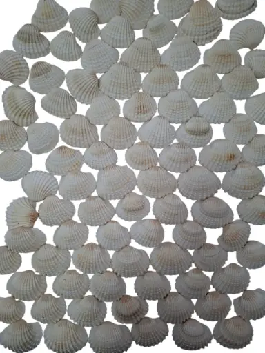 [A-009929] White Chippy Schelpen 1 kilo