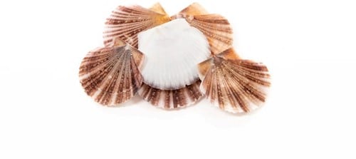 [A-010035] Pecten Vexillum Jacobsschelp PLAT 1 kilo 